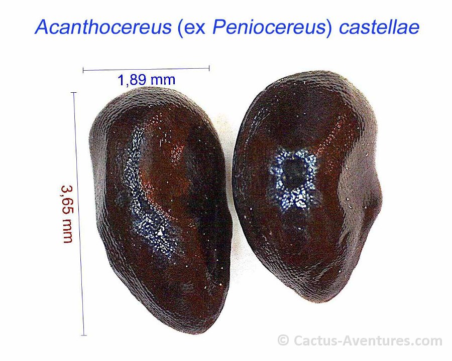 Acanthocereus ex Peniocereus castellae
